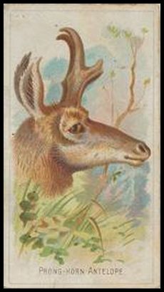 N25 Prong horn Antelope.jpg